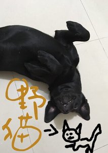 野貓